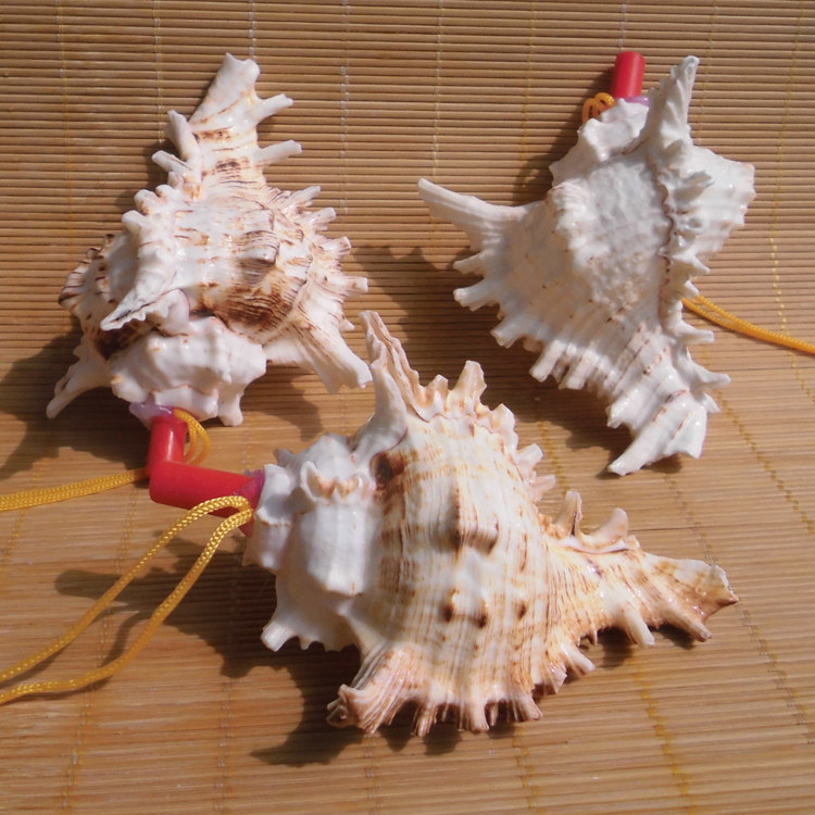 不只是玩具 超大精致海螺号背后的价值与魅力